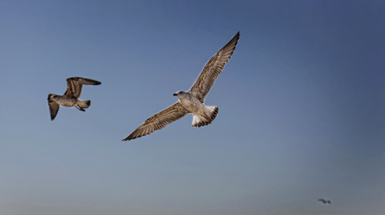 DM-Gaviotas-por-Lisboa-07-TC1