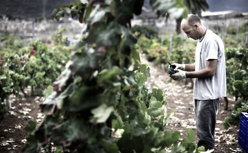 SPAIN-WINE-HARVEST