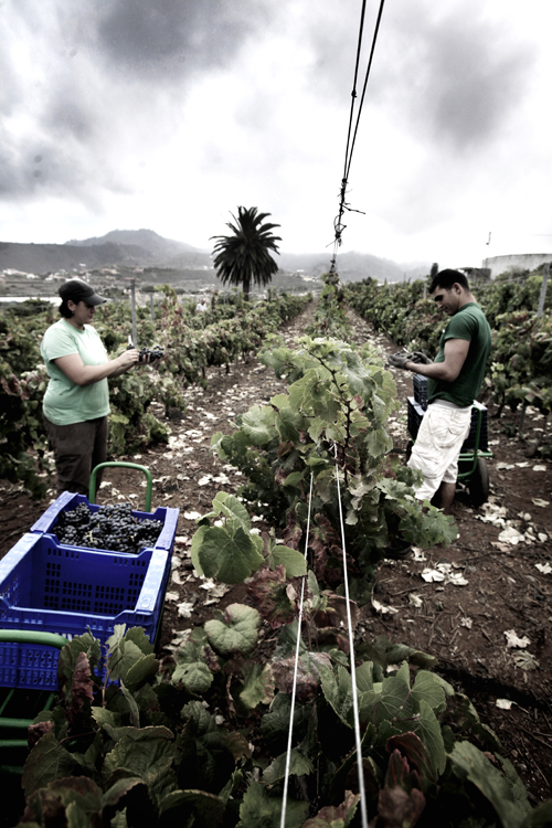 SPAIN-WINE-HARVEST