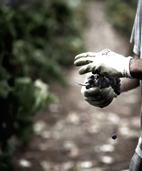 SPAIN-WINE-HARVEST