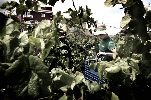 SPAIN-WINE-HARVEST