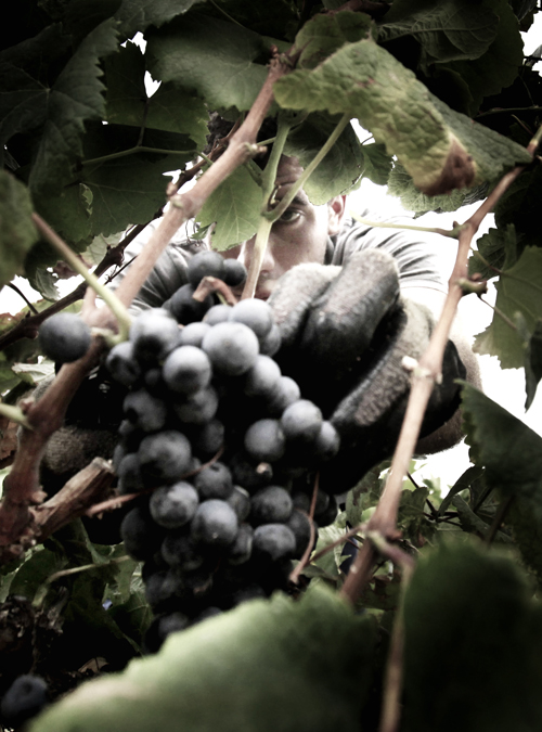 SPAIN-WINE-HARVEST