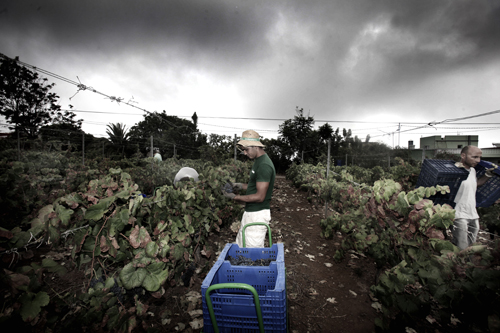 SPAIN-WINE-HARVEST