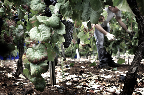 SPAIN-WINE-HARVEST