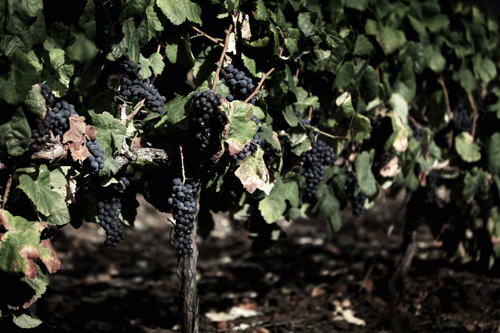 SPAIN-WINE-HARVEST